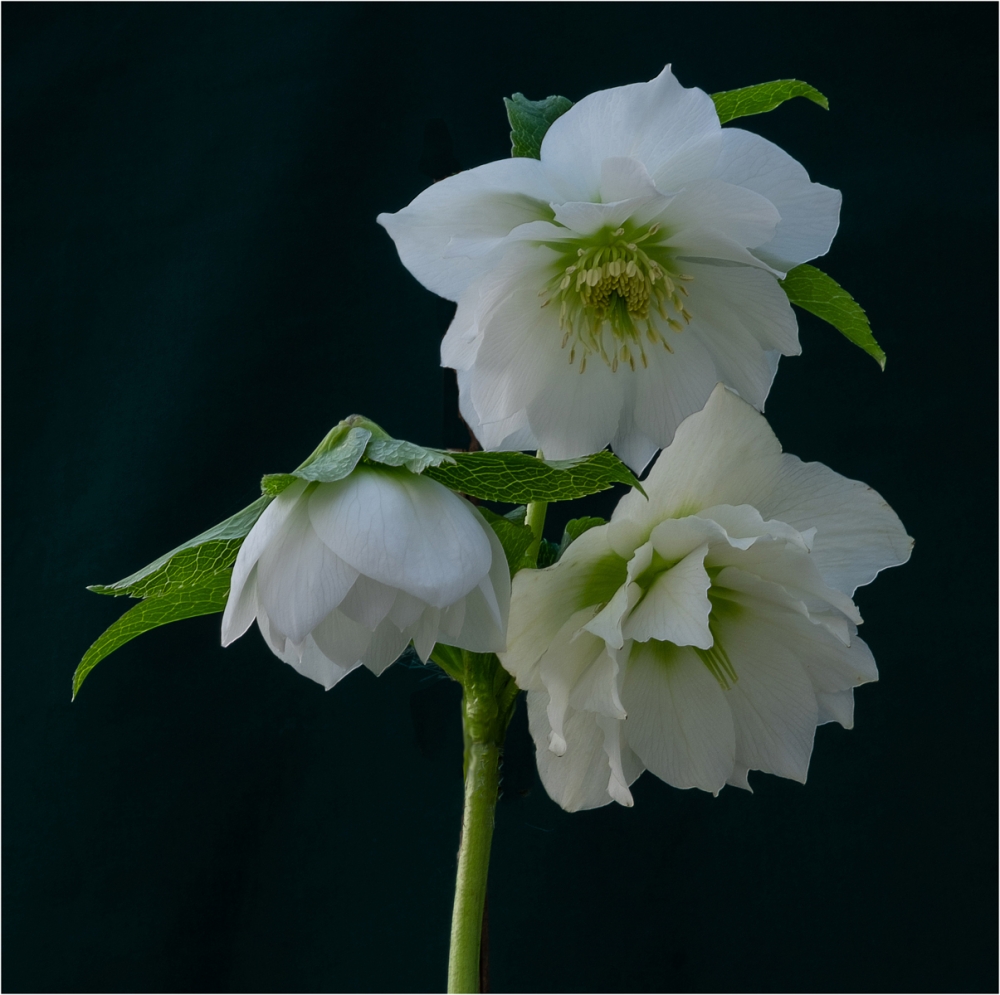 White Hellebore